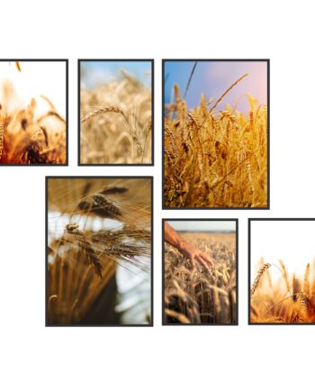 Set di Poster Campo di Grano. Set di 6 Poster su tela in cotone 360g.
